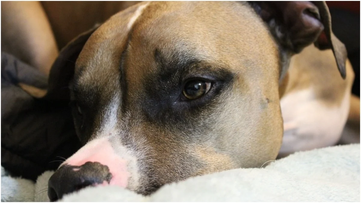 Veterinário de Contagem terá que indenizar tutor de cadela após falha em castração