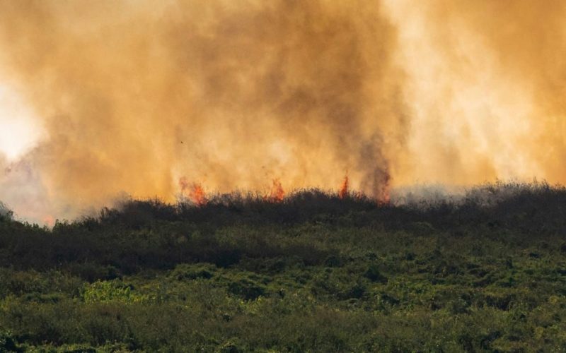 Mato Grosso do Sul decretou situação de emergência nas cidades afetadas pelos incêndios no Pantanal.