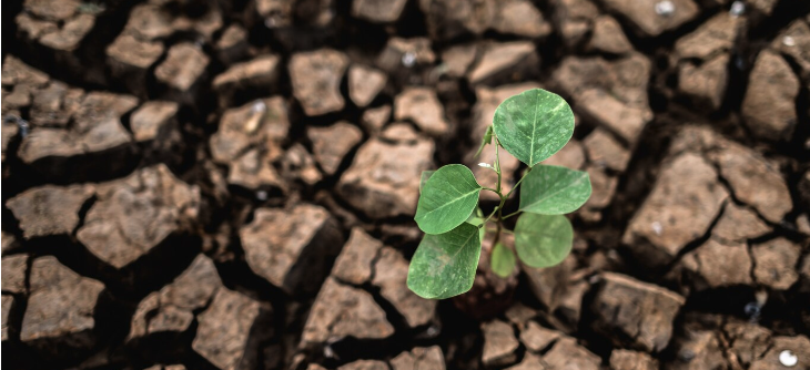 Mudanças climáticas: Brasil busca protagonismo sustentável nas discussões globais